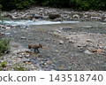 A wild serow walking along a riverbank in Nagano Prefecture. 143518740