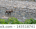A wild serow walking along a riverbank in Nagano Prefecture. 143518741