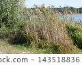 Tall reeds growing along the shore of the lake. 143518836
