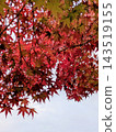 Bright red autumn leaves 143519155