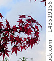 Momiji leaves stained red 143519156
