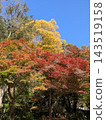 Autumn leaves trees 143519158