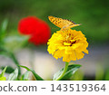 A Common Leopard butterfly perched on a zinnia flower. 143519364