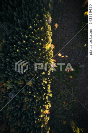Aerial view of green alpine trees and deforested area. Aerial view of green alpine trees and deforested area. 143519430