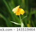 A Common Leopard butterfly perched on a yellow zinnia. 143519464