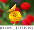 A fritillary butterfly sipping nectar from a zinnia flower. 143519495