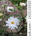White Shumeigiku 143519505