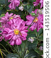 Pink Shumeigiku 143519506