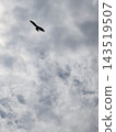 Birds flying against a backdrop of clouds 143519507