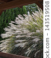 Susuki swaying in the wind 143519508