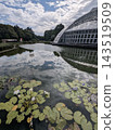 White water lilies blooming over a large pond 143519509