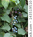 The grapes have ripened 143519510