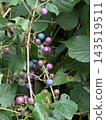 Colorful wild grapes 143519511