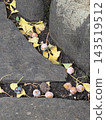 Fallen ginkgo 143519512