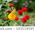 A Common Leopard butterfly perched on a yellow zinnia. 143519545