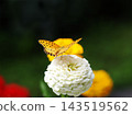 A fritillary butterfly perched on a white zinnia. 143519562