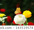 A fritillary butterfly feeding on nectar from a zinnia 143519574