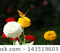 A Common Leopard butterfly perched on a yellow zinnia. 143519603