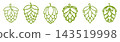 Beer hop cones with leaves for brewery icons 143519998