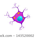 Cartoon single neuron or nerve cell specimen 143520002