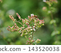 A red dragonfly perched on an oregano flower 143520038