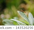 A red dragonfly perched on a sage leaf 143520256