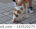 Orange and white cat bends its body as if preparing to roll over on the paved ground while a person gently strokes its back, capturing a playful moment of relaxed behavior outdoors. 143520270