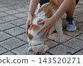Orange and white cat crouching on a paved walkway while a woman gently strokes its back, capturing a quiet moment of affection, care and close interaction with a domestic animal. 143520271