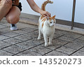 Orange and white cat standing on a paved walkway while a woman gently strokes its head, showing a calm moment of affection, care and interaction between a person and a domestic animal. 143520273