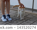 Orange and white cat standing beside a person on a paved walkway while being gently petted, capturing a calm outdoor interaction between a domestic animal and its human companion. 143520274