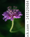 A wildflower in the drops of morning dew 143520484
