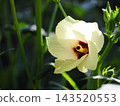 Okra flowers blooming in the sunlight 143520553