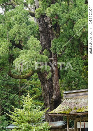 [Obama City, Fukui Prefecture] The thousand-year-old cedar tree at Wakasahiko Shrine 143521044