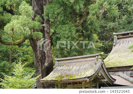【福井縣大濱市】若彥神社的千年杉樹 143521045