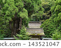 【福井縣大濱市】若彥神社的千年杉樹 143521047
