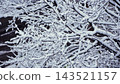 Tree Branches Covered with Thick Fluffy Snow in a Winter Park 143521157