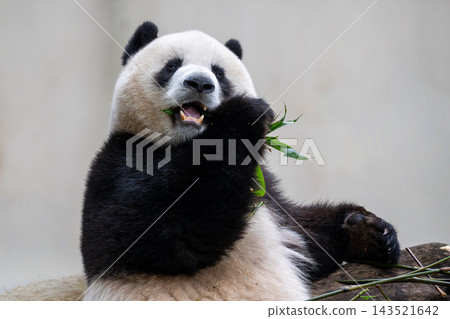 Chongqing Zoo, China: Giant panda happily eating bamboo leaves Chongqing Zoo, China: Giant panda happily eating bamboo leaves 143521642
