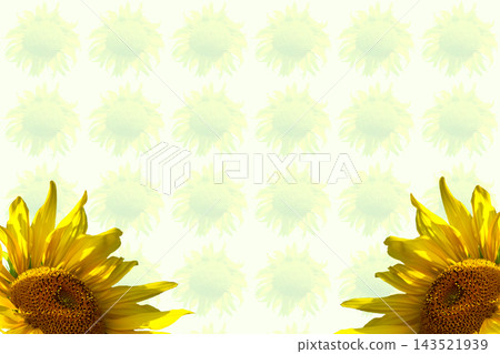 Two sunflowers on floral background used to make oil Two sunflowers on floral background used to make oil 143521939