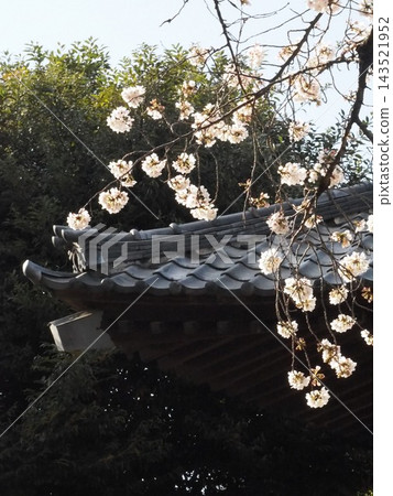 櫻花雖然盛開時毫不起眼,但仔細觀察卻會發現它們非常美麗。 櫻花雖然盛開時毫不起眼,但仔細觀察卻會發現它們非常美麗。 143521952