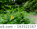 A walking path where Impatiens textori flowers bloom. 143522167