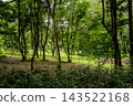 A forest landscape bathed in faint sunlight. 143522168