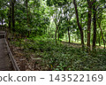  Walking path in the forest 143522169