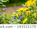 Yellow pansy 143522170