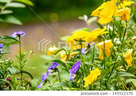 Yellow pansy Yellow pansy 143522170