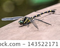 Photo of a Japanese giant dragonfly (Anax imperator). 143522171