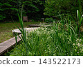 Scenery of a walking trail through a wetland 143522173