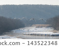 清晨，四隻天鵝飛過音羽橋，背景是鶴的棲息地。 143522348