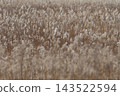 冬季枯萎的植物，自然紋理背景 143522594