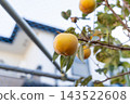 Persimmon harvesting, home garden <October> 143522608