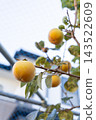 Persimmon harvesting, home garden <October> 143522609